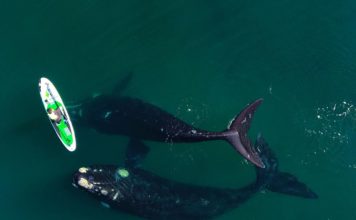 Vídeo impressionante flagra baleias interagindo com banhista em prancha