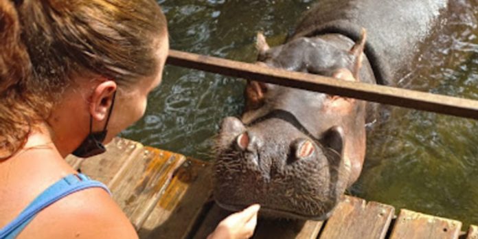 Hipopótamo rasga barriga de mulher em ataque na África do Sul | Go Outside