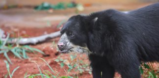 Urso raro e ameaçado de extinção vai reproduzir em cativeiro em Brasília | Go Outside