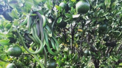 ‘Cacho’ de cobras-verde é registrado no Brasil pela primeira vez | Go Outside