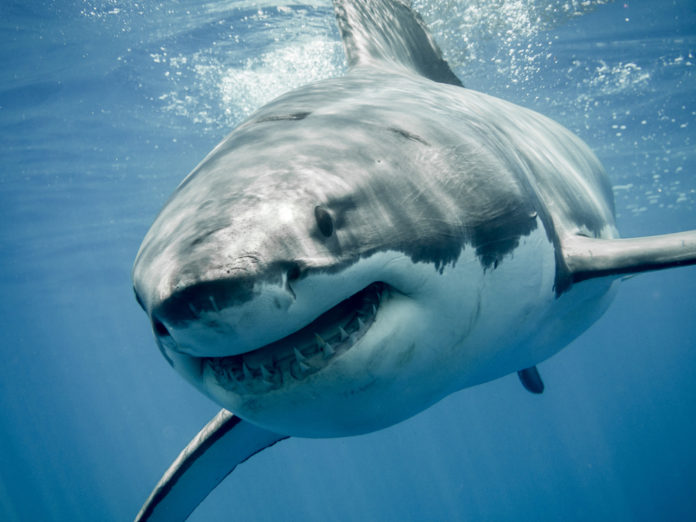 Os lugares do mundo que tiveram mais ataques de tubarão em 2021 | Go Outside