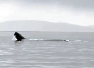 VÍDEO: Baleia-jubarte ataca grupo de orcas em episódio raro - Go Outside