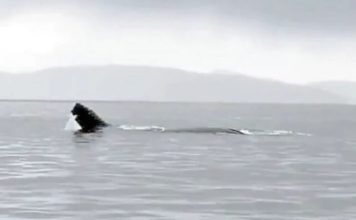 VÍDEO: Baleia-jubarte ataca grupo de orcas em episódio raro - Go Outside