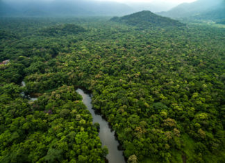 Acordo prevê remuneração para conservação de florestas no Brasil | Go Outside