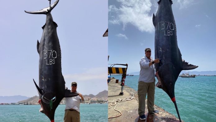 Marlim-azul gigante: peixe de 621 kg é capturado por pescadores - Go Outside