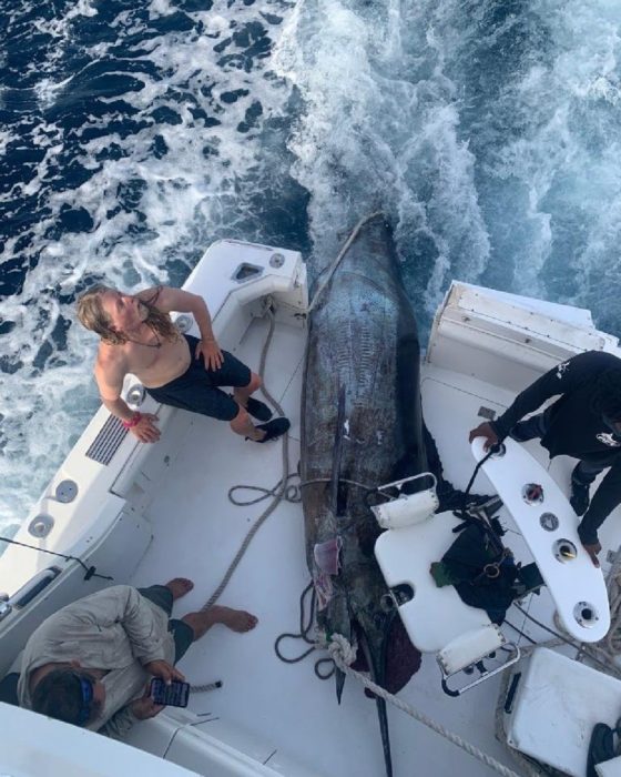 Marlim-azul gigante: peixe de 621 kg é capturado por pescadores - Go Outside