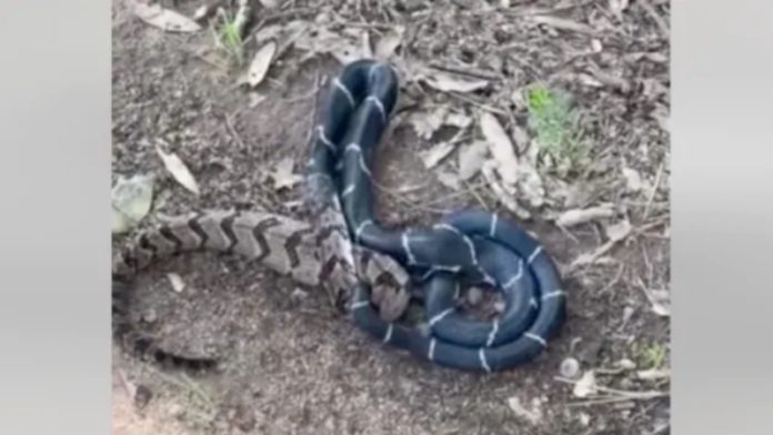 Vídeo de cobra engolindo outra cobra impressiona a web; assista - Go Outside