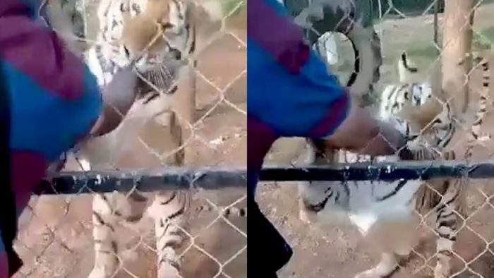 Funcionário de zoológico é mordido por tigre e morre de ataque cardíaco  horas depois - Hora 7 - R7 Hora 7