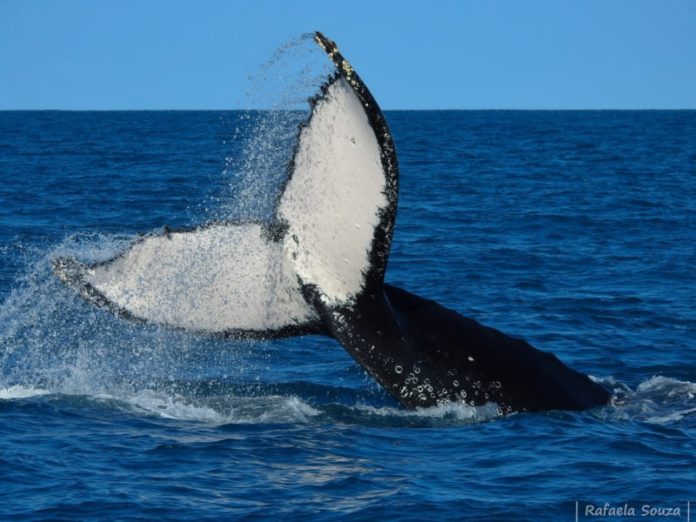 Começa temporada de baleias no Brasil - Go Outside