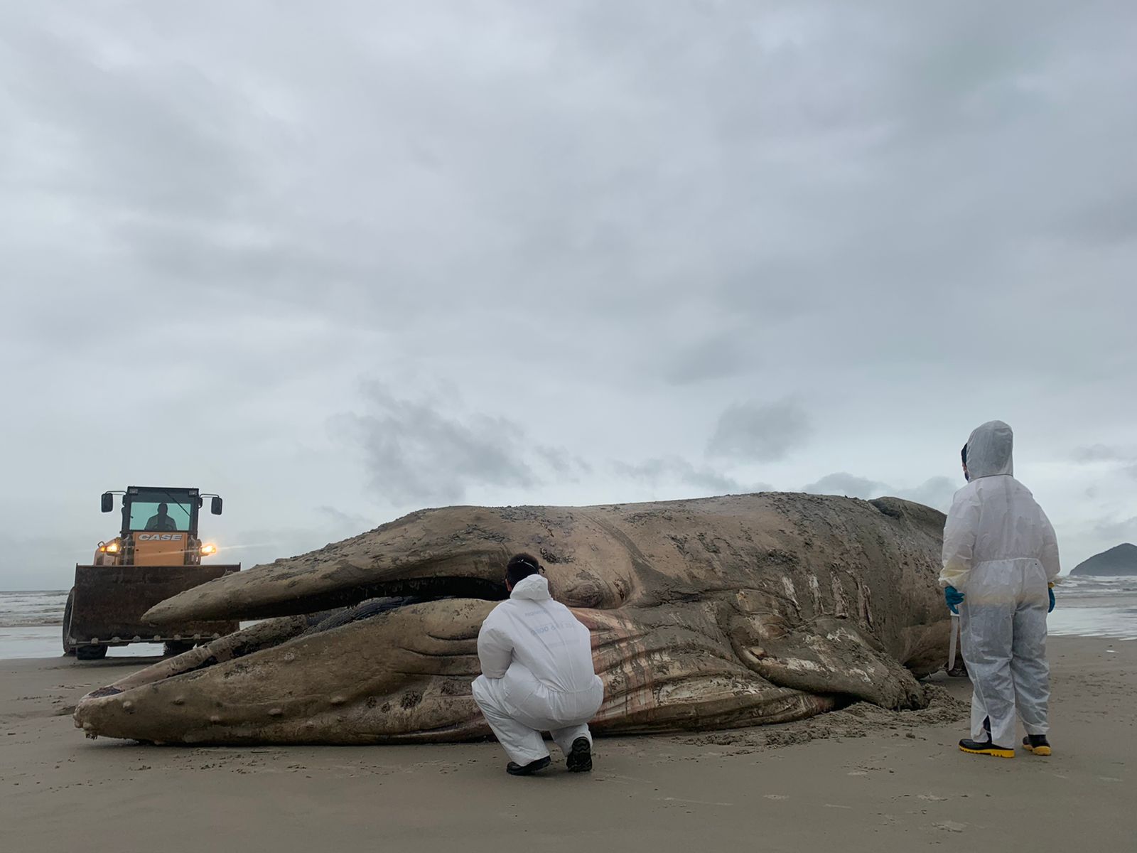 VÍDEO: Baleia jubarte morta é encontrada na praia de Riviera de São Lourenço (SP)