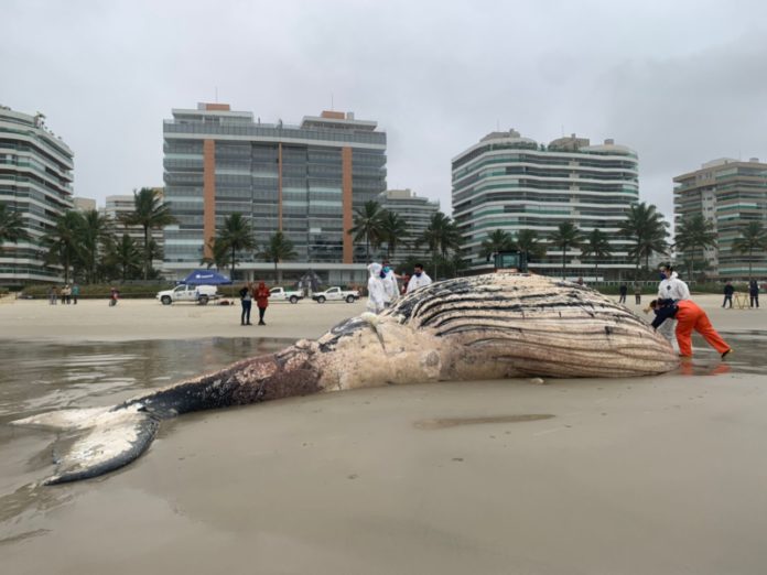 Baleia jubarte morta é encontrada na praia de Riviera de São Lourenço (SP) - Go Outside