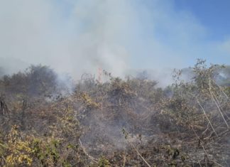 Incêndios no Pantanal levam a estado de emergência em 14 cidades - Go Outside