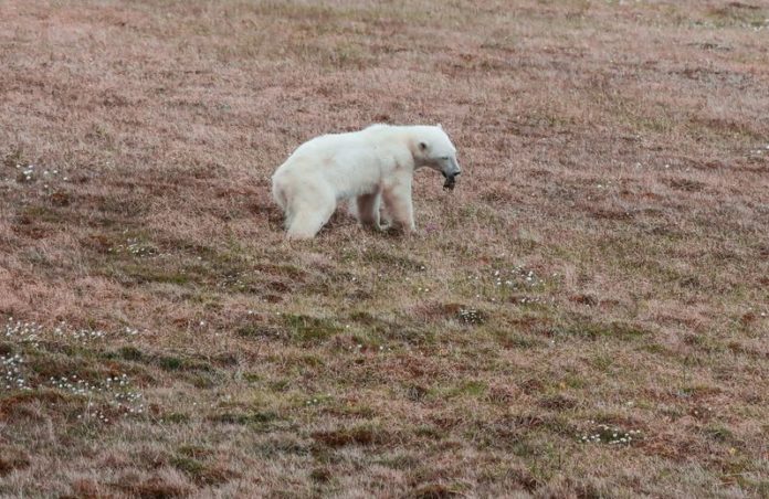 Ursa polar que prendeu a língua em lata caminha no assentamento ártico de Dikson, na Rússia Ursa polar é resgatada após prender a língua em lata de leite condensado na Rússia