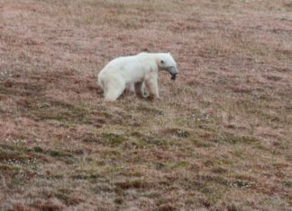 Ursa polar é resgatada após prender a língua em lata de leite condensado na Rússia