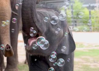 elefante bolhas de sabão
