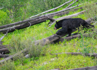 Homem atira em urso durante trilha em parque do Canadá - Go Outside