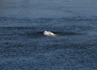 Baleia beluga será transferida do rio Sena para tanque de água salgada