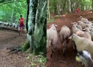 Rebanho de 100 ovelhas segue corredora em trilha - Go Outside