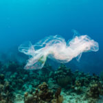 Cientistas criam plástico que é biodegradável na água do oceano - Go Outside