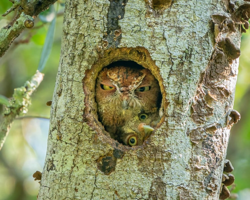 Veja imagem ganhadora de concurso que premia fotos mais engraçadas da vida  selvagem, Meio Ambiente