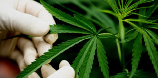 Especialistas apontam prós e contras do uso da Cannabis medicinal