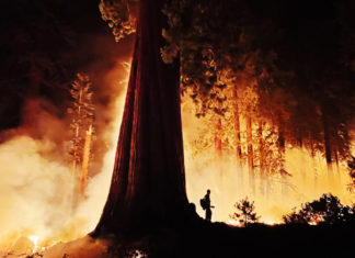 Sequoia gigante