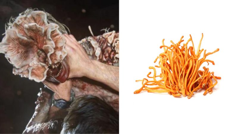 The Last of Us: Fungo Cordyceps é real e existe no Brasil