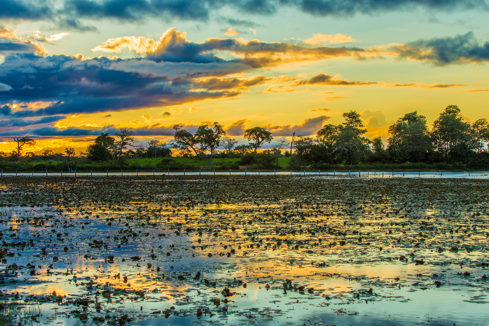 Pantanal é eleito um dos melhores lugares do mundo para 2023