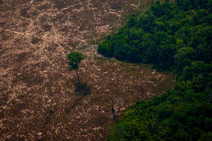 Brasil é O País Que Mais Destrói Florestas Primárias No Mundo