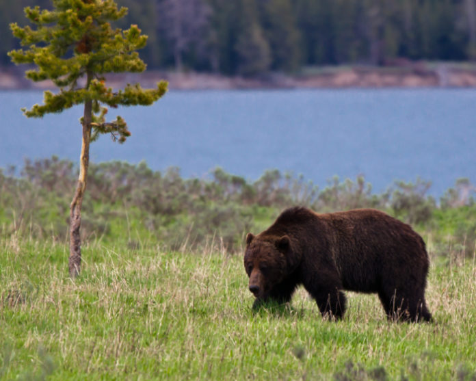 Corpo de mulher morta por urso é encontrado perto de Yellowstone