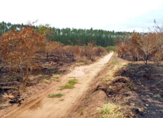 Alertas de desmatamento batem recorde no Cerrado