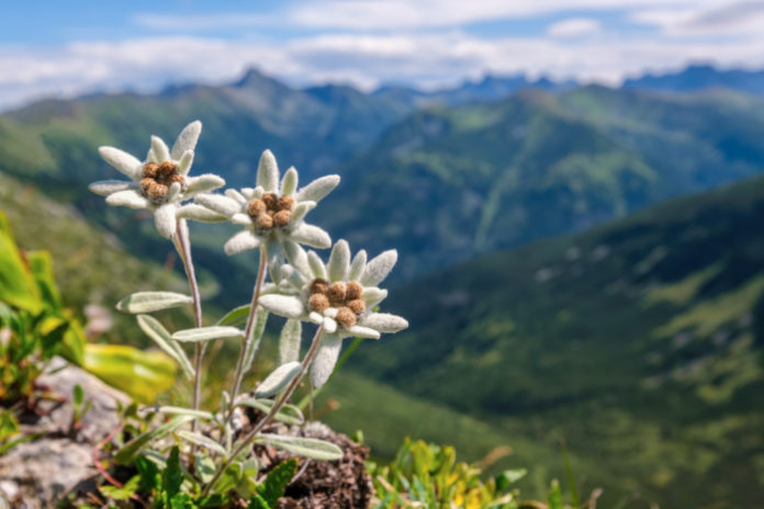 Colher estas flores dos Alpes franceses pode gerar uma multa de R$ 4.000