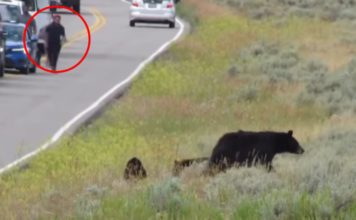Vídeo: Turistas perseguem família de ursos em Yellowstone